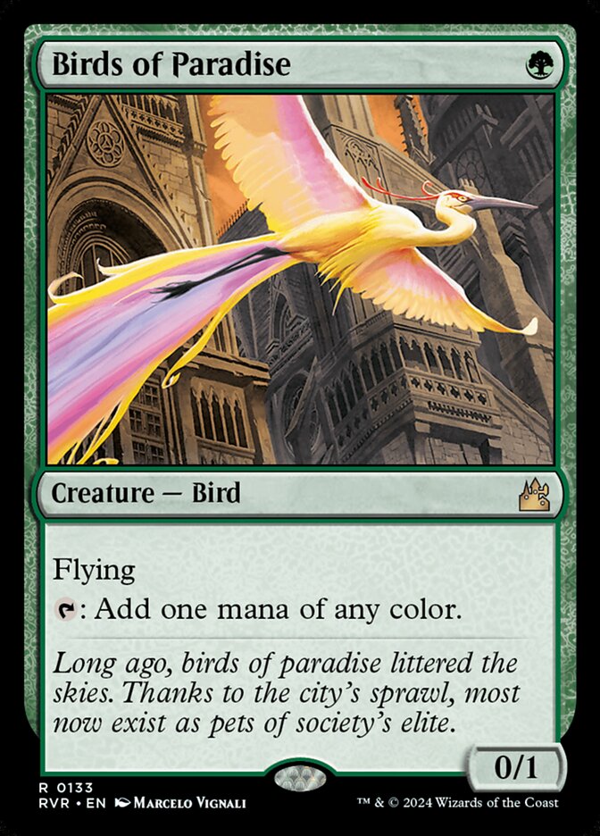 image Birds of Paradise
