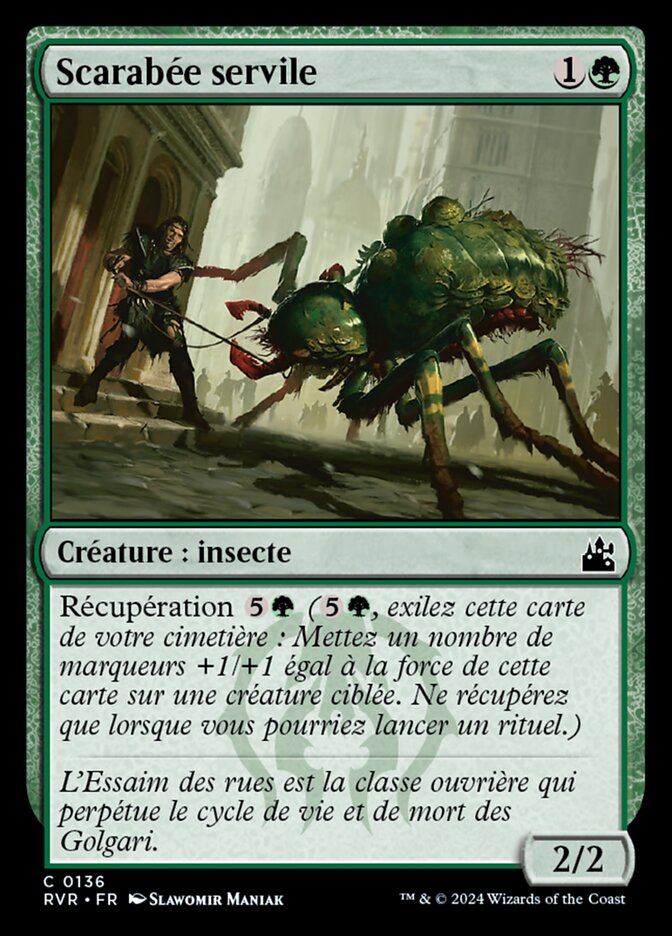 image Scarabée servile