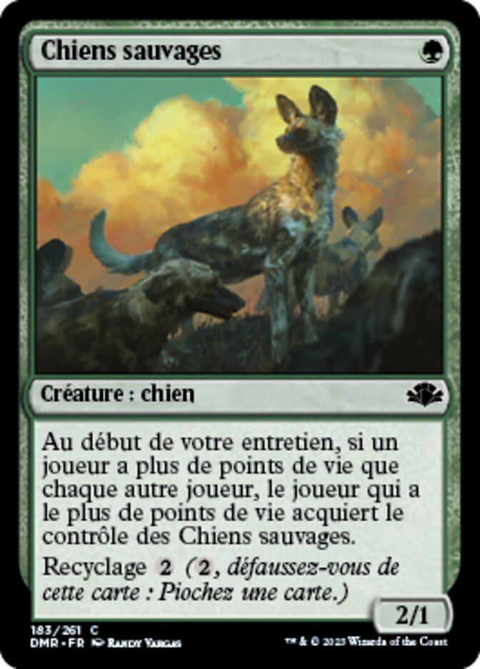 image Chiens sauvages