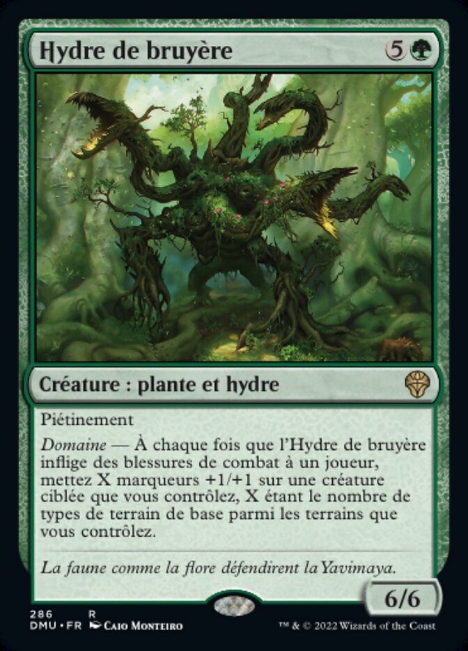image Hydre de bruyère