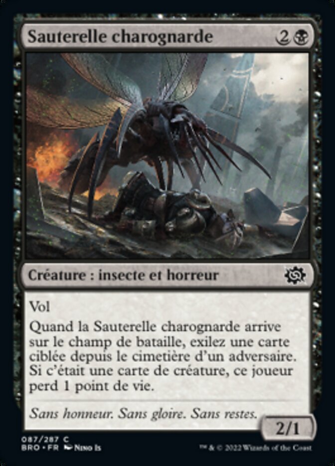 image Sauterelle charognarde