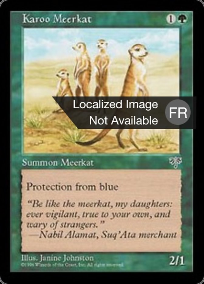 image Suricate du karroo