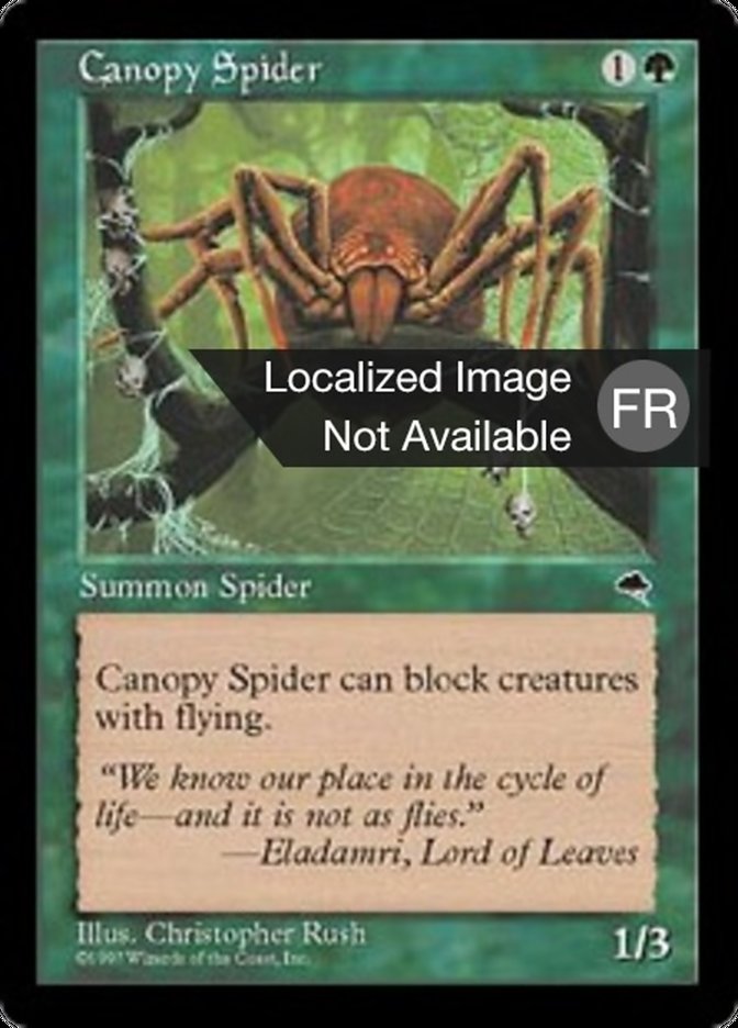 image Araignée de la canopée