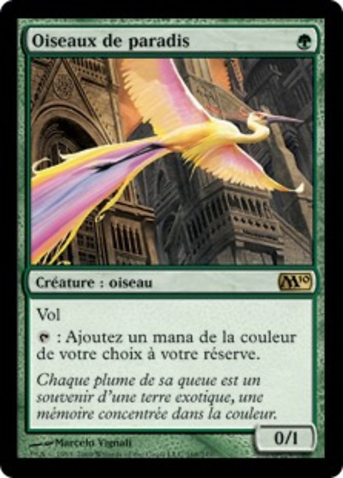 image Oiseaux de paradis