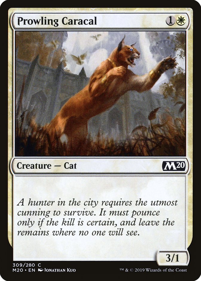 image Prowling Caracal