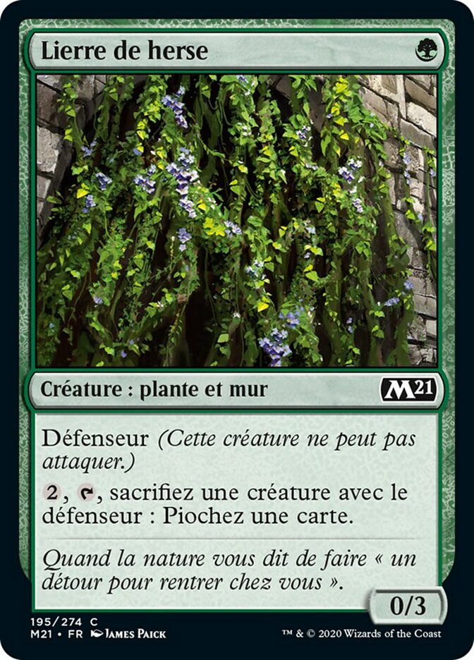 image Lierre de herse