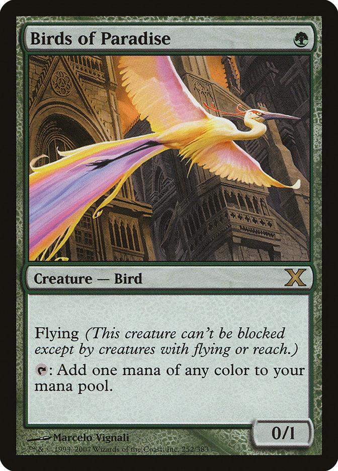 image Birds of Paradise