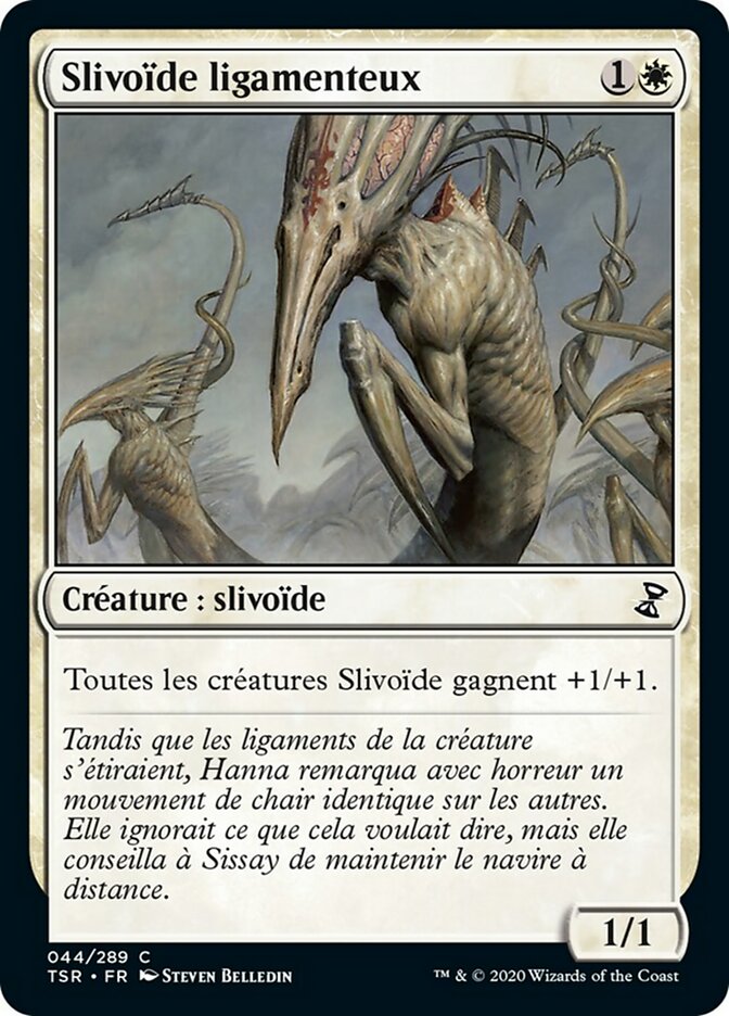image Slivoïde ligamenteux