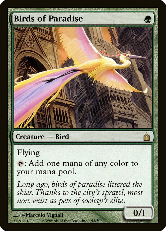 image Birds of Paradise