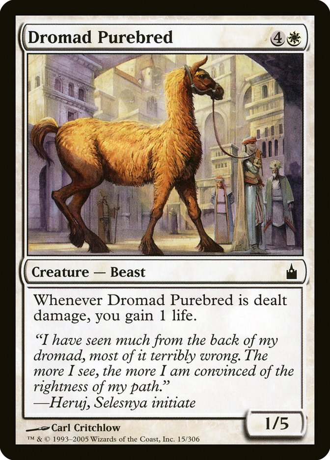 image Dromad Purebred