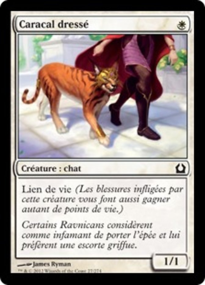 image Caracal dressé