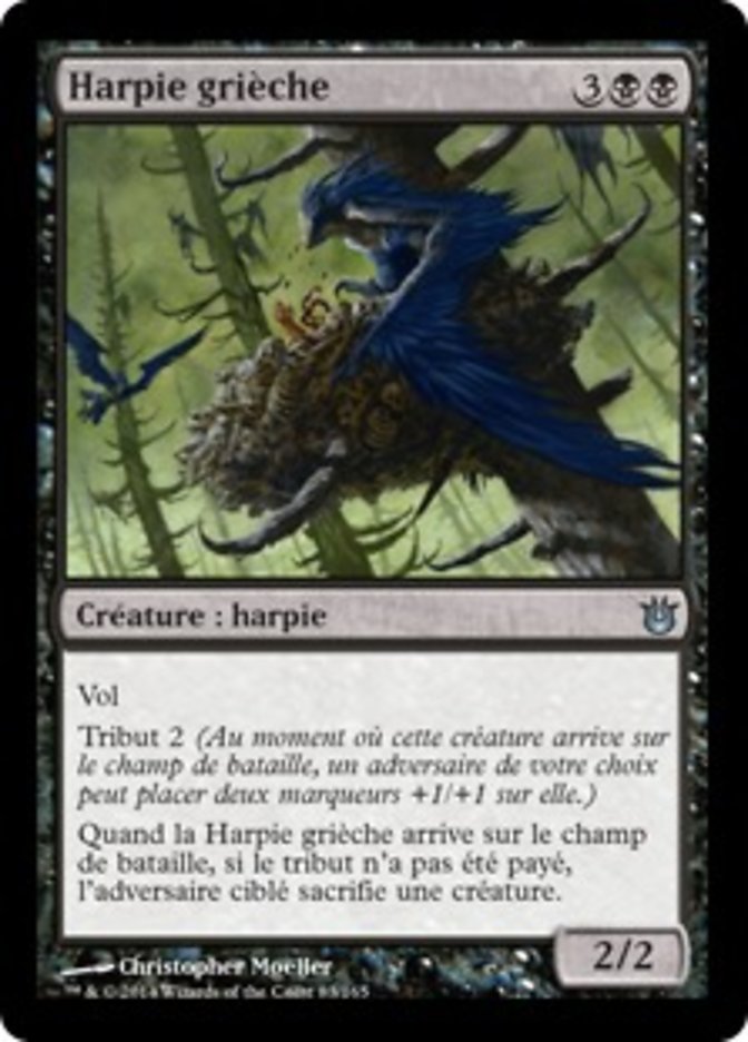 image Harpie grièche