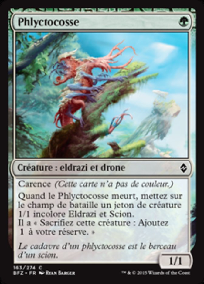 image Phlyctocosse