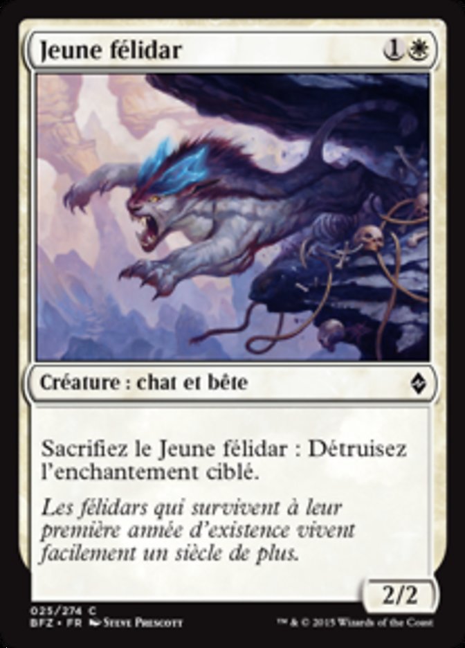 image Jeune félidar