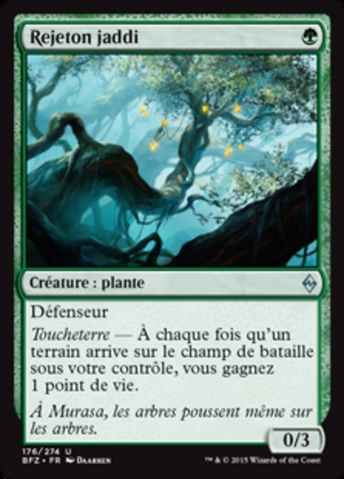 image Rejeton jaddi