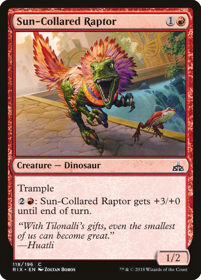 image Sun-Collared Raptor