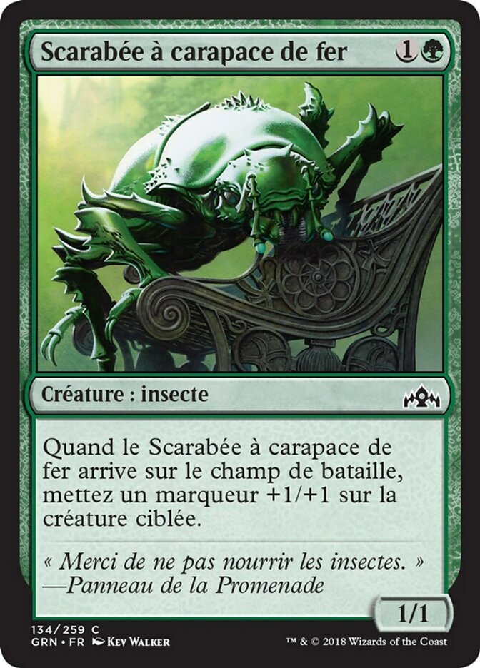 image Scarabée à carapace de fer