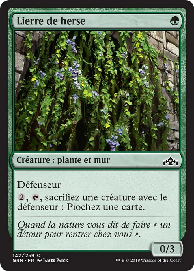 image Lierre de herse