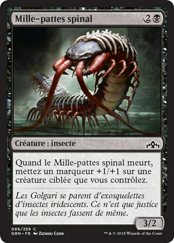 image Mille-pattes spinal