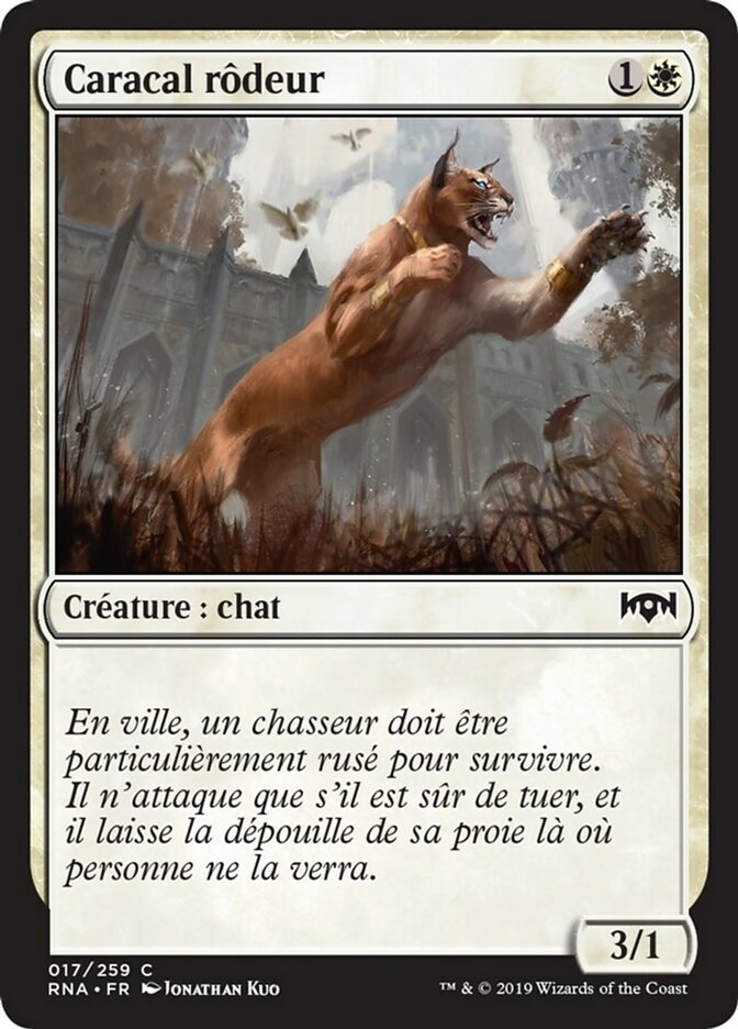 image Caracal rôdeur