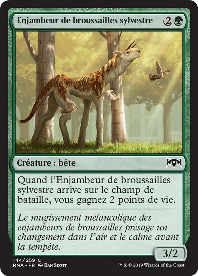 image Enjambeur de broussailles sylvestre