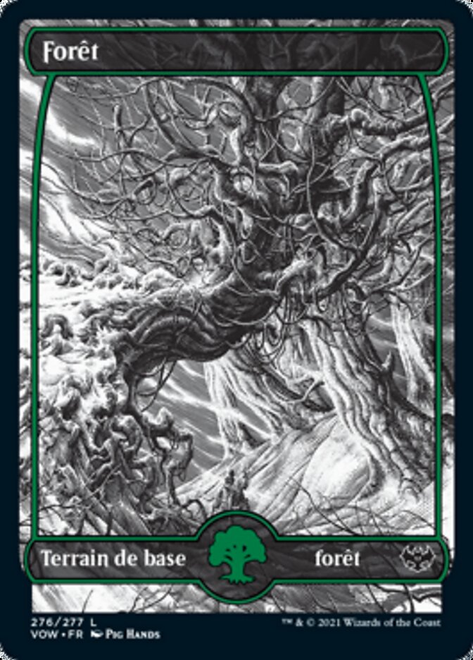 image Forêt