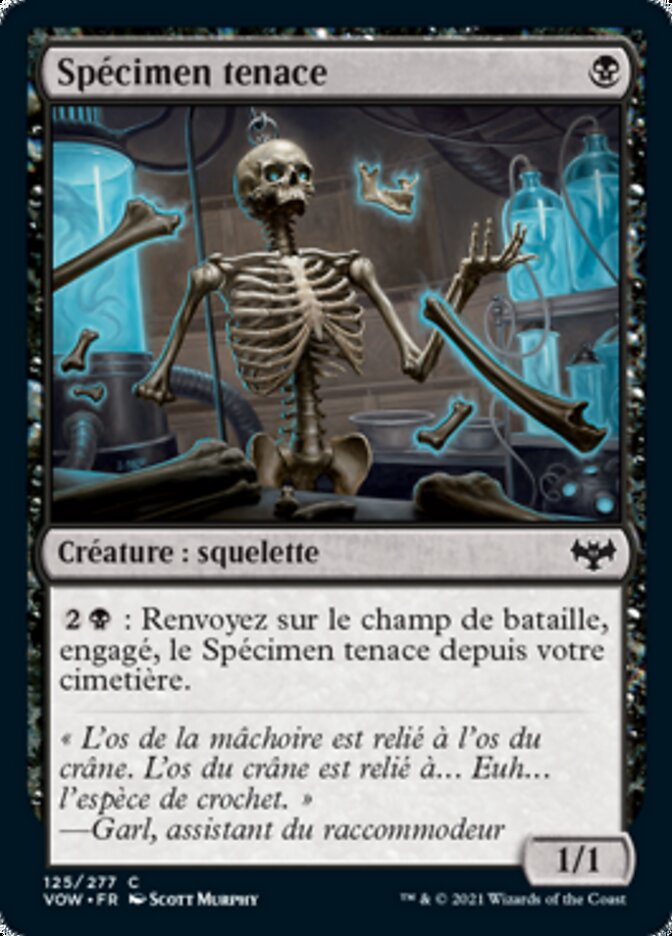 image Spécimen tenace