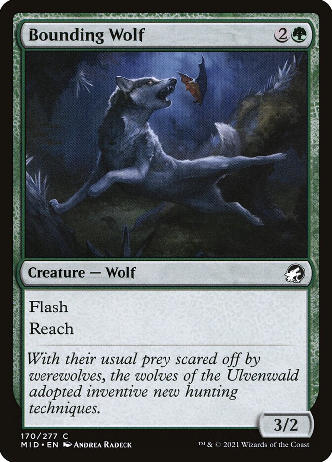 image Bounding Wolf