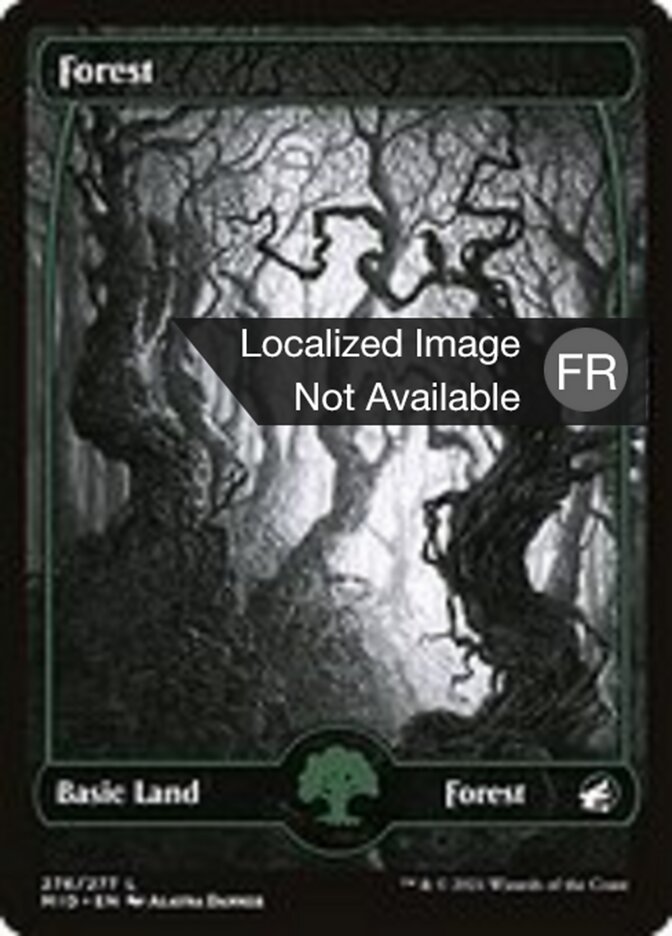 image Forêt