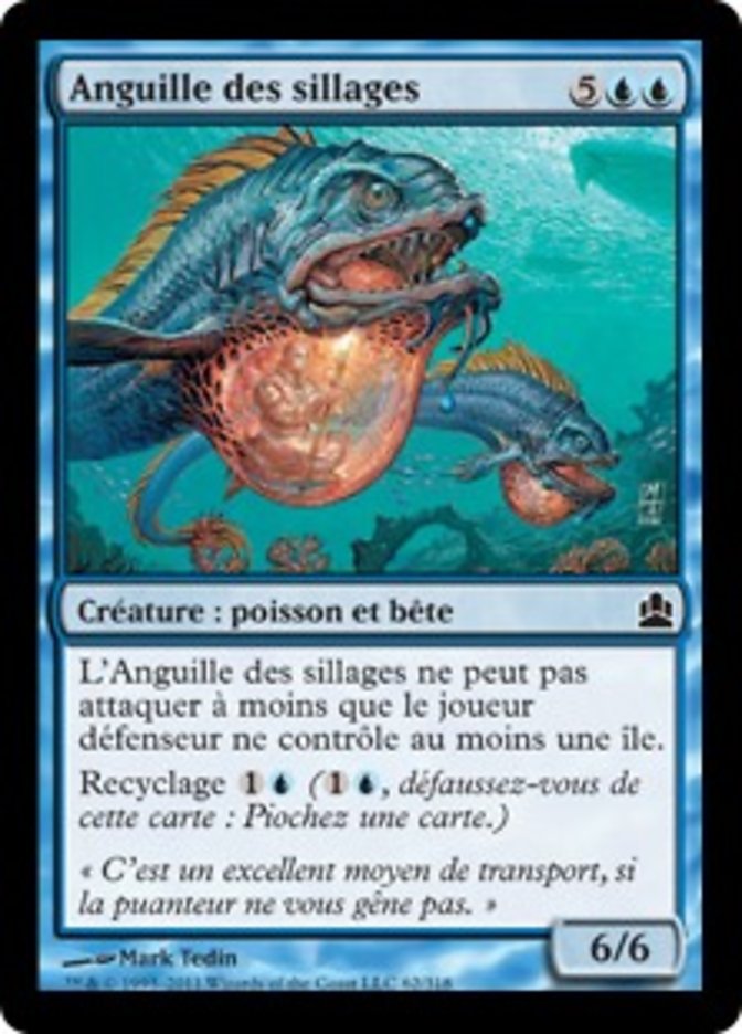 image Anguille des sillages
