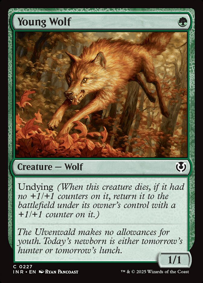 image Young Wolf